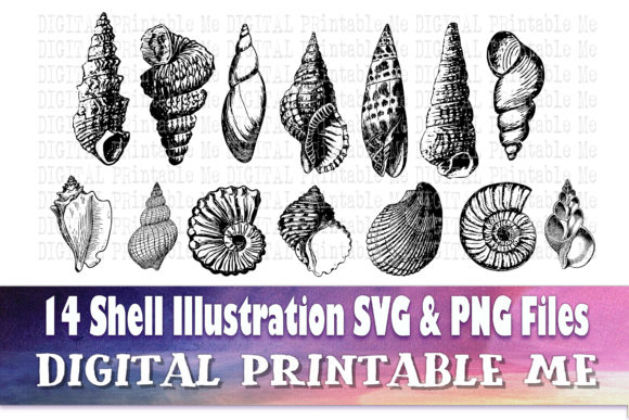 Download Sea Shell Line Art, Drawing Beach - Shell Collection