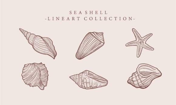 Download Vintage Illustration Starfish Shell - Shell Collection