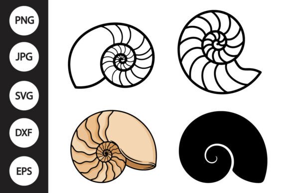Download Nautilus Shell SVG - Shell Collection