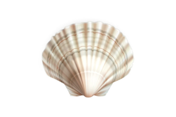 Download Scallop Shell Decorative Ocean Mollusk - Shell Collection