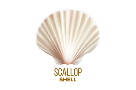 Download Scallop Shell Ocean Mollusk Protection - Shell Collection